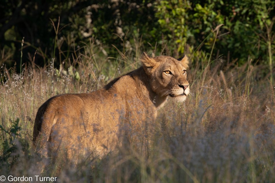 <h2>The Best of South Africa Escorted 2023</h2> 14 Nights | 6 Rounds | March 11 - 25